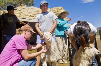 Arlene Grey, center, holds a sheep so that it can be vaccinated by veterinarian Janel Funk, left in Hosta Butte Thursday. Funk and otherdoctors traveled throughout the area with visiting veterinary students to provide the livestock treatment. © 2011 Gallup Independent / Cable Hoover 